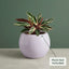 Minimal White Ceramic Planter Pot – Modern Indoor Plant Pot with Drainage Hole