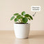 Minimal White Ceramic Plant Pot – Small Indoor Planter for Succulents & Desk Decor