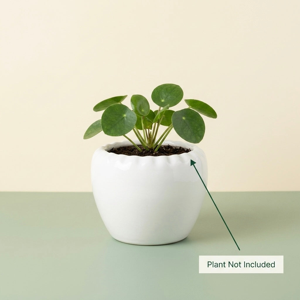 Minimal White Ceramic Planter Pot – Round Indoor Plant Pot for Succulents & Home Decor Secondary image