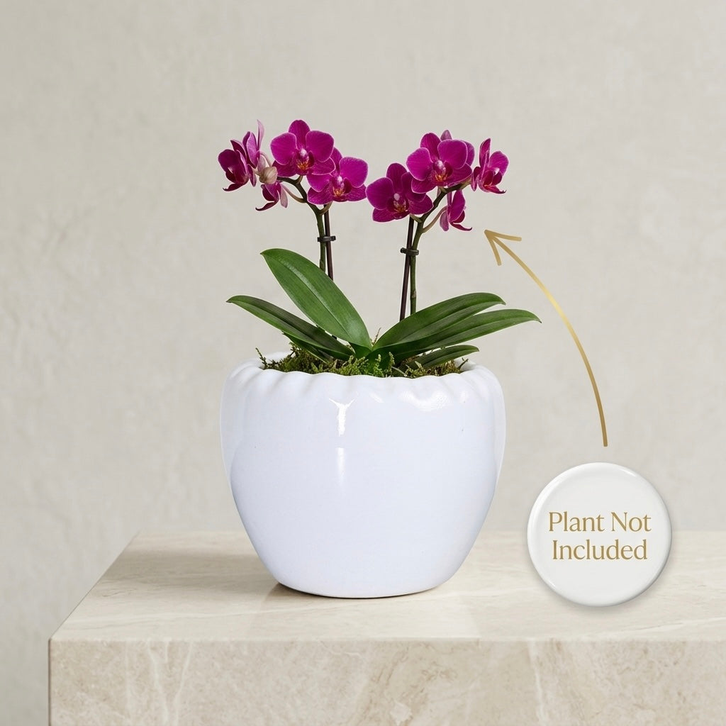 Minimal White Ceramic Planter Pot – Round Indoor Plant Pot for Succulents & Home Decor