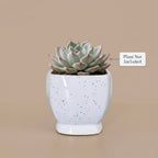 Minimal White Speckled Ceramic Plant Pot | Small Modern Indoor Planter for Succulents & Desk Decor