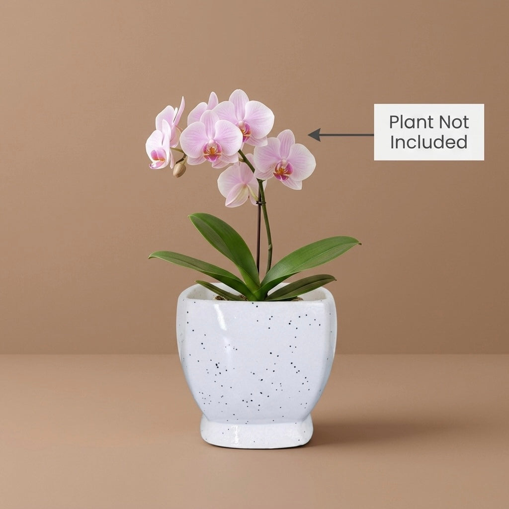 Minimal White Speckled Ceramic Plant Pot | Small Modern Indoor Planter for Succulents & Desk Decor Main image