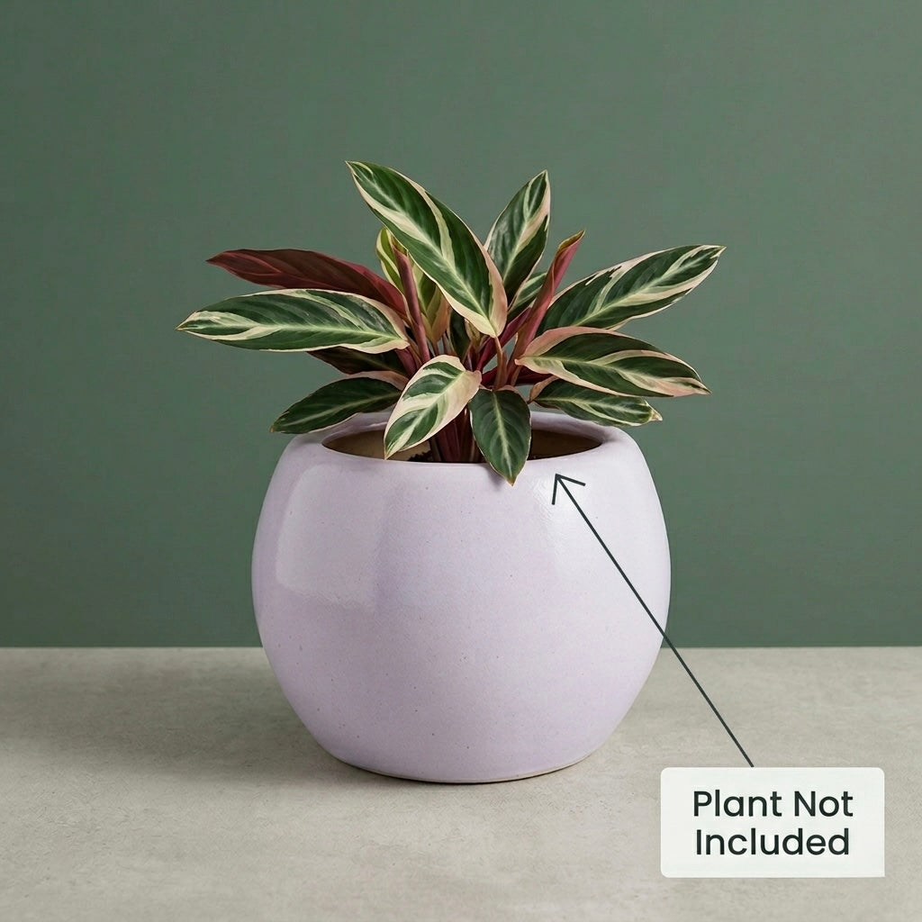 Minimal White Ceramic Planter Pot – Modern Indoor Plant Pot with Drainage Hole