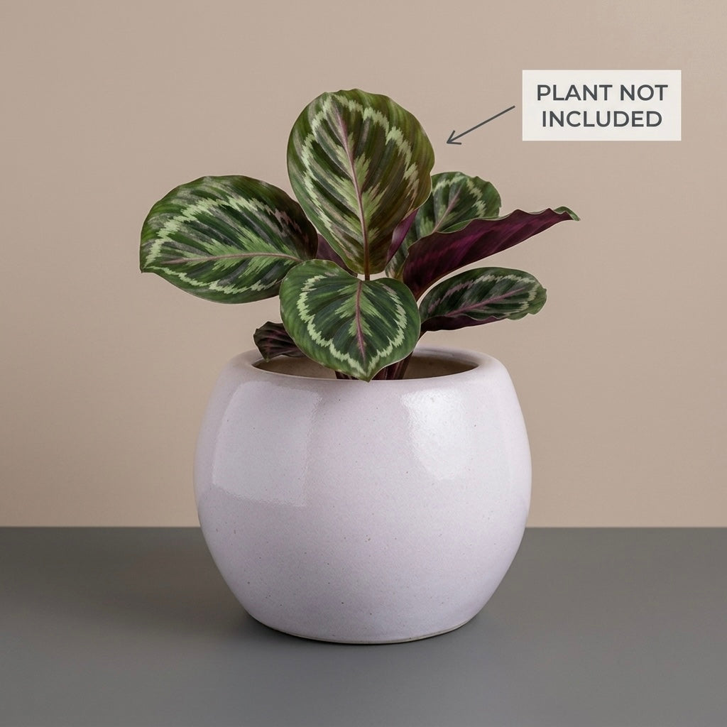 Minimal White Ceramic Planter Pot – Modern Indoor Plant Pot with Drainage Hole