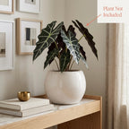 Minimal White Ceramic Planter Pot – Modern Indoor Plant Pot with Drainage Hole